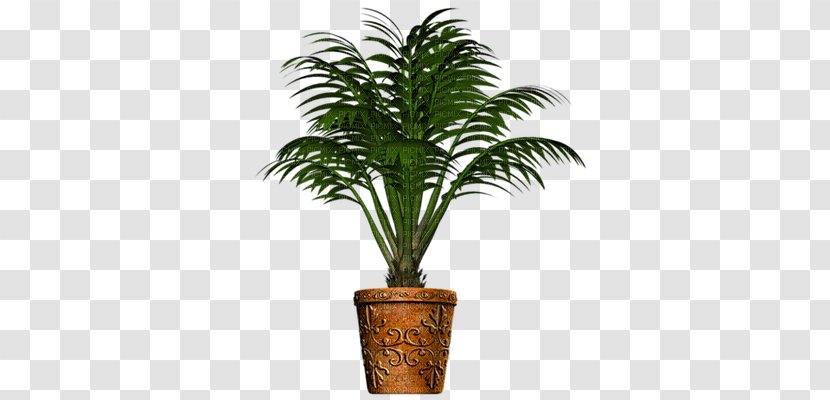 Phoenix Canariensis Date Palm Arecaceae Plant Clip Art - Acoelorrhaphe Wrightii Transparent PNG