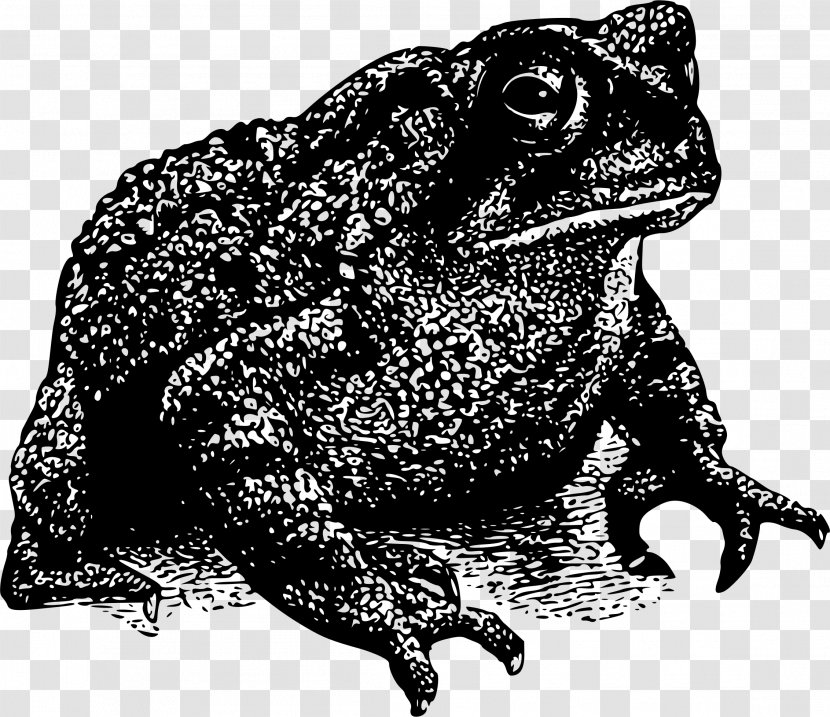 Frog Amphibian Toad Clip Art Transparent PNG