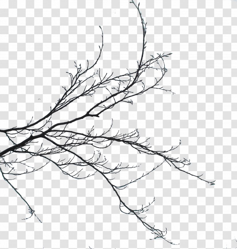 Twig Branch Bud Sketch Plant Stem - Tree - Abandoned Pattern Transparent PNG