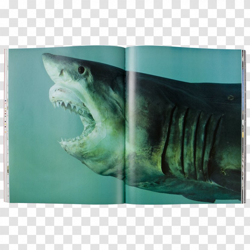 Damien Hirst: Relics Shark Art Painting - Jaw - Sharks Transparent PNG