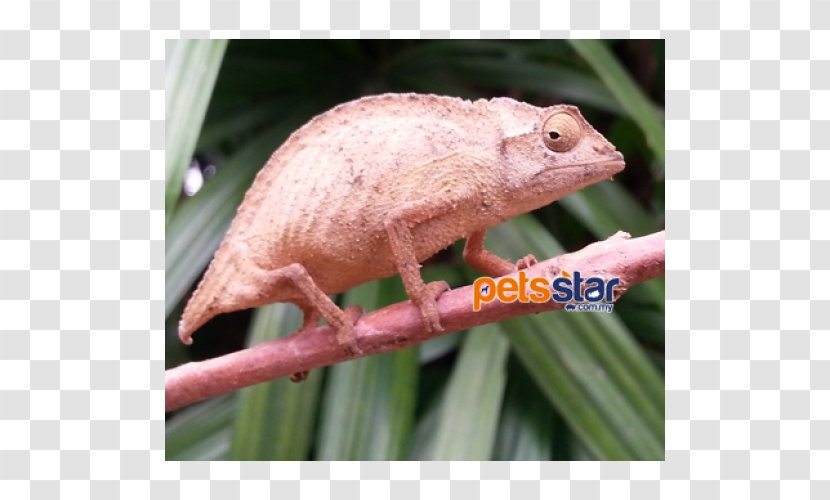 Lizard Reptile Rieppeleon Brevicaudatus Rhampholeon Iguanomorpha - Common House Gecko - Chameleon Transparent PNG