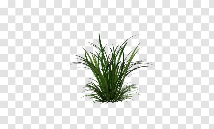 Cymbopogon Martinii Citronella Oil Essential - Pattern - Forest Grass Transparent PNG