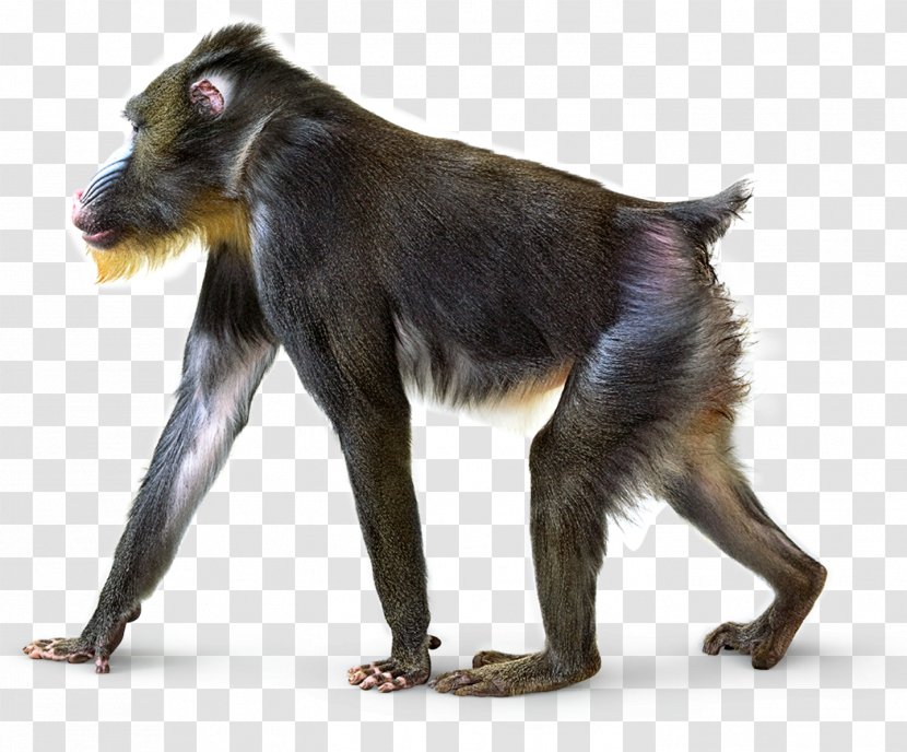 Mandrill Macaque Primate Baboons Monkey - Gray Langur Transparent PNG