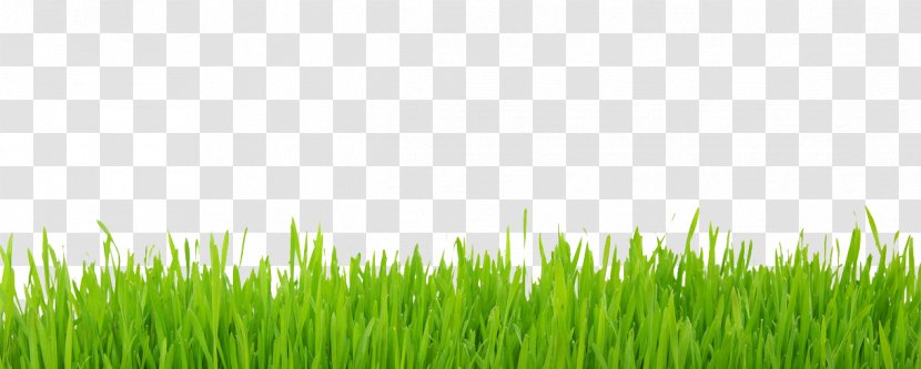 Lawn Yard Photography - Grassland - Lawns Transparent PNG