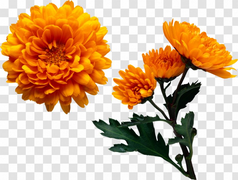 Chrysanthemum Color Flower Yellow Clip Art - Plant Transparent PNG