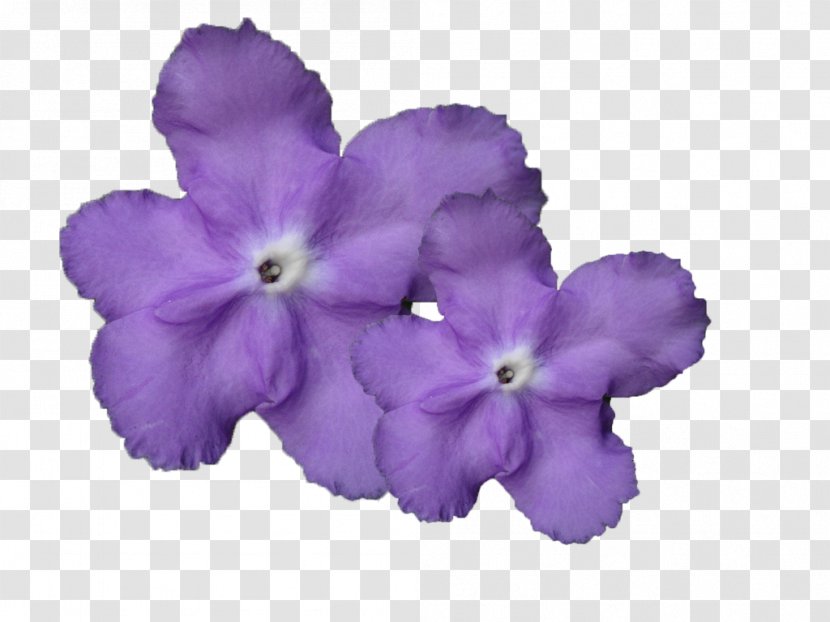 Magnolia Kobus Liliiflora Violet - Flower - Purple Orchid Transparent PNG