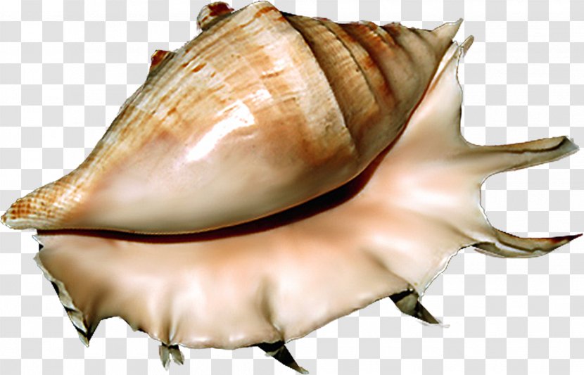 Seashell Sea Snail Conchology - Conch - Shells Transparent PNG