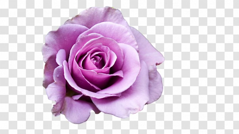 BlackBerry PlayBook Desktop Wallpaper Rose Display Resolution 1080p - Flowering Plant - Purple Background Transparent PNG