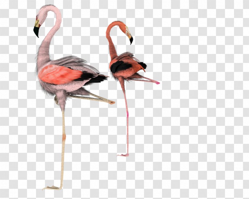 Water Bird Flamingo Rendering - Printing Transparent PNG