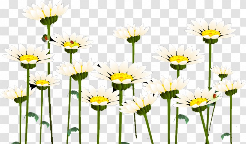 Common Daisy Roman Chamomile Oxeye Chrysanthemum Floral Design - Flower Arranging Transparent PNG