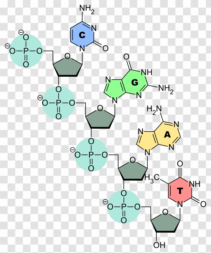 Transfer RNA DNA Nucleic Acid Structure - Heart Transparent PNG