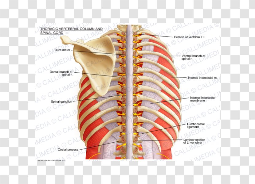 Vertebral Column Spinal Cord Thoracic Vertebrae Anatomy Nerve - Watercolor - Muscle Transparent PNG