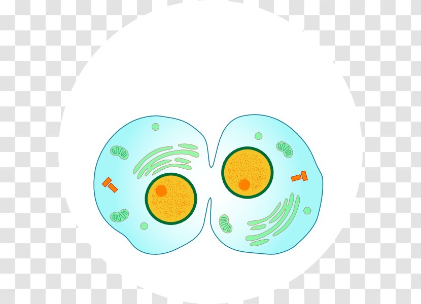 Mitosis Cytokinesis Cell Division Anaphase - Dinnerware Set - Animal Cliparts Transparent PNG