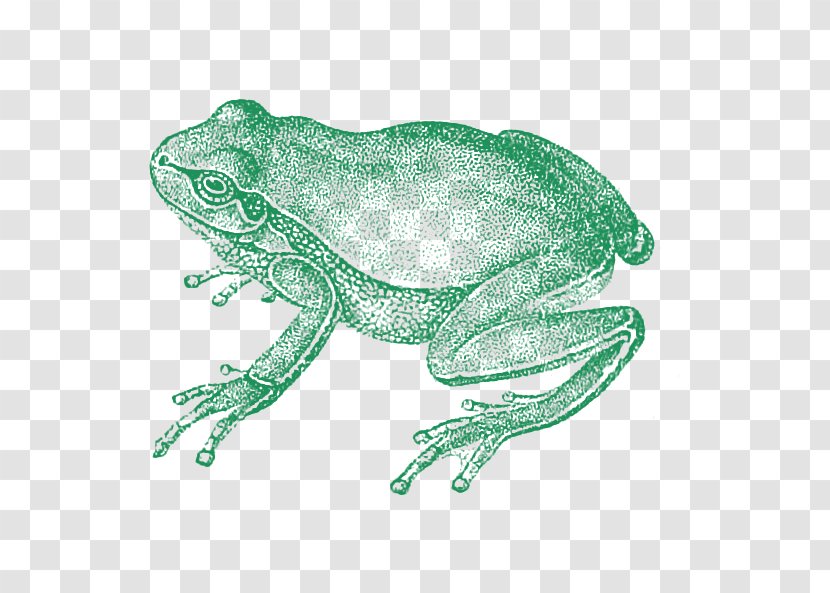 Toad Zoology Of Egypt Die Zoologie True Frog - Watercolor Transparent PNG
