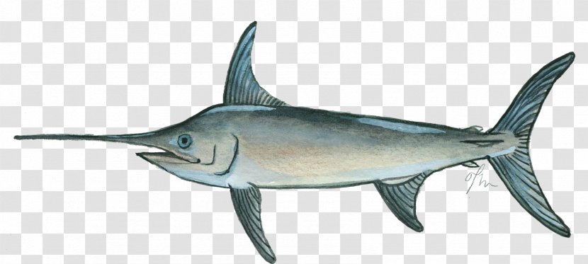 Swordfish Marlin Thunnus Milkfish - Perch Like Fish Transparent PNG