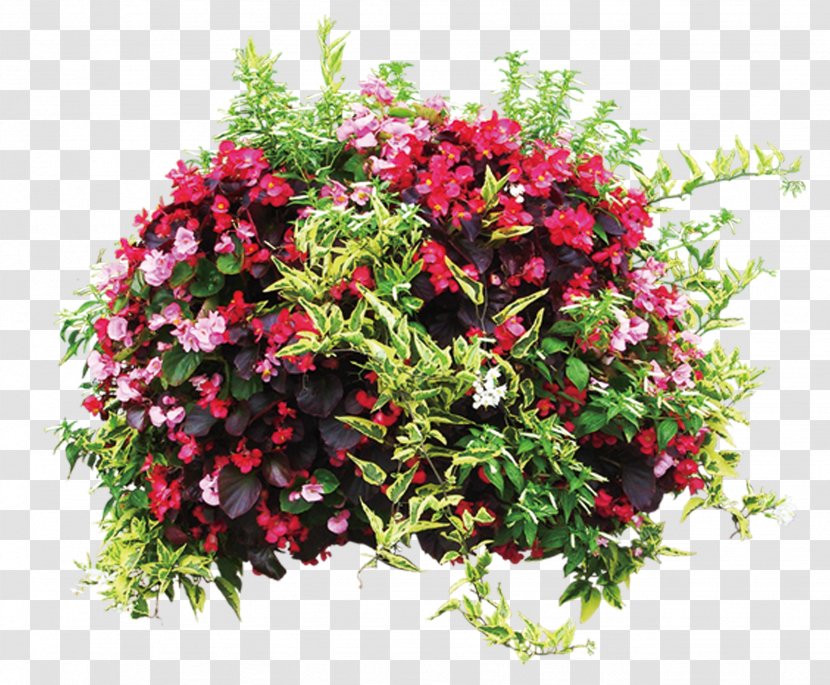 Flowerpot Plant Shrub - Flower - Men's Plants Transparent PNG