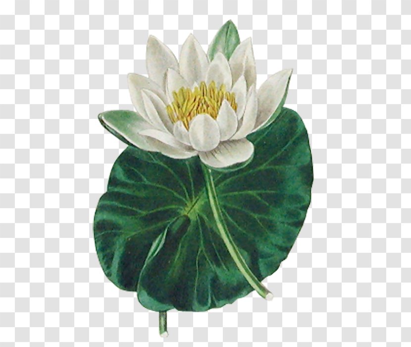 Botany Nelumbo Nucifera The Botanic Garden Flower Lotus Effect - Flowering Plant Transparent PNG