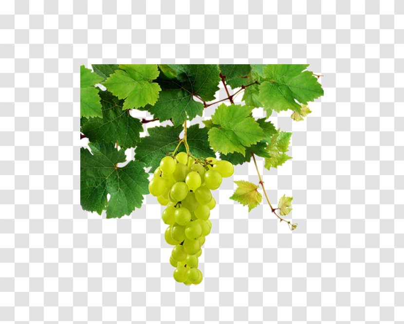 Sauvignon Blanc White Wine Pinot Chenin Riesling - Anjou - Bunch Of Grapes Hanging On The Vine Transparent PNG