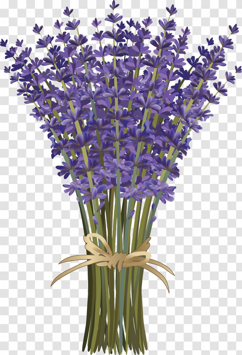 Lavandula Dentata French Lavender Flower Bouquet Botanical Illustration - Flowerpot Transparent PNG