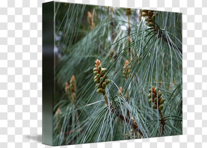 Pine Vegetation Spruce Fir Biome - Family - Watercolor Transparent PNG
