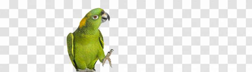 Macaw Parakeet Feather Beak Pet - Yellow Naped Amazon Parrot Size Transparent PNG