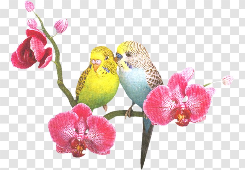 Parrots Of New Guinea Bird Clip Art - Video - May Month Transparent PNG
