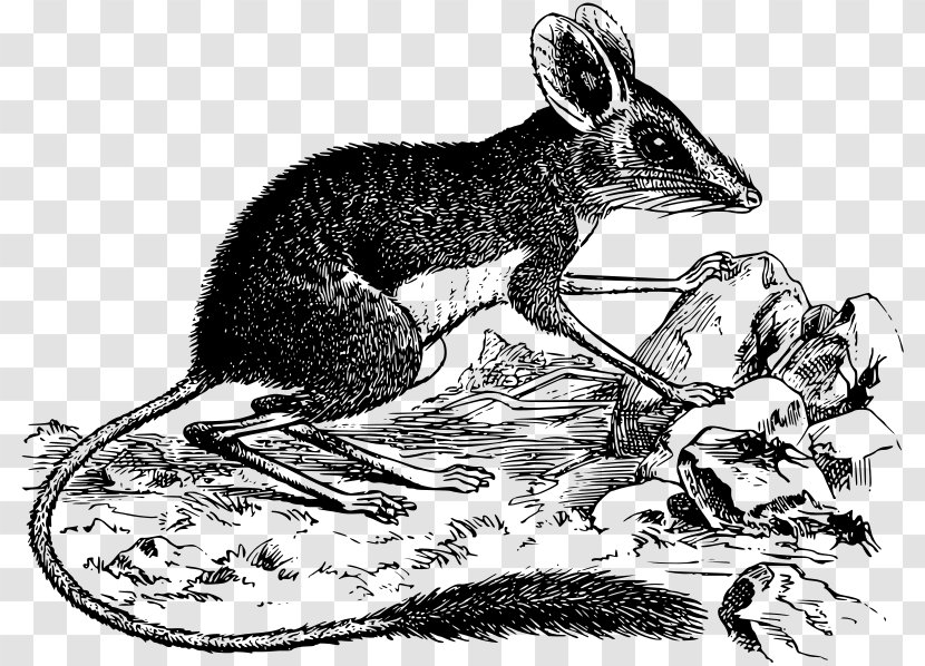 Rodent Macropodidae Rat Kangaroo Marsupial - Black And White Transparent PNG