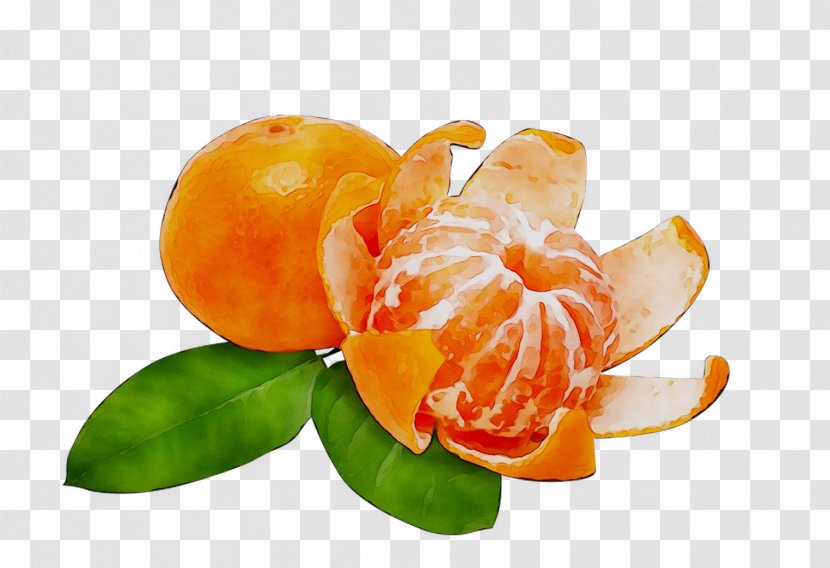 Mandarin Orange Tangerine Grapefruit Tangelo - Bitter - Garnish Transparent PNG