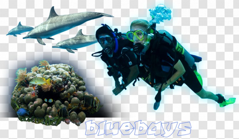 Underwater Diving Divemaster Marine Biology Equipment Scuba - Necklace - Fish Transparent PNG