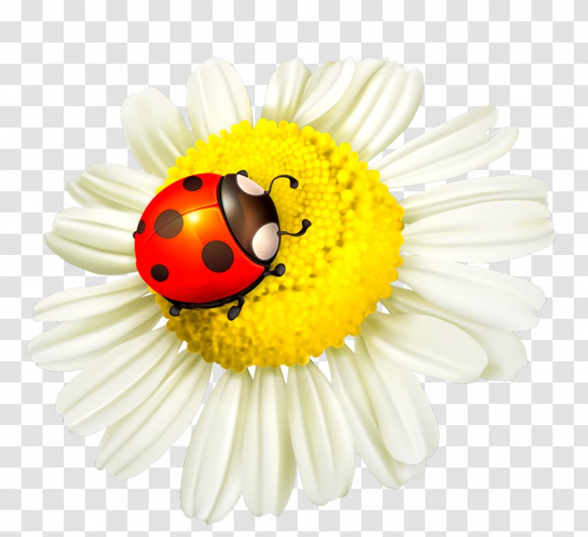 Ladybird Beetle Flower Insect Clip Art - Computer Transparent PNG