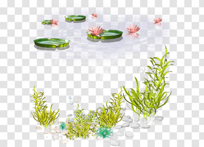 Algae Seaweed Clip Art - Flora - Sea Transparent PNG