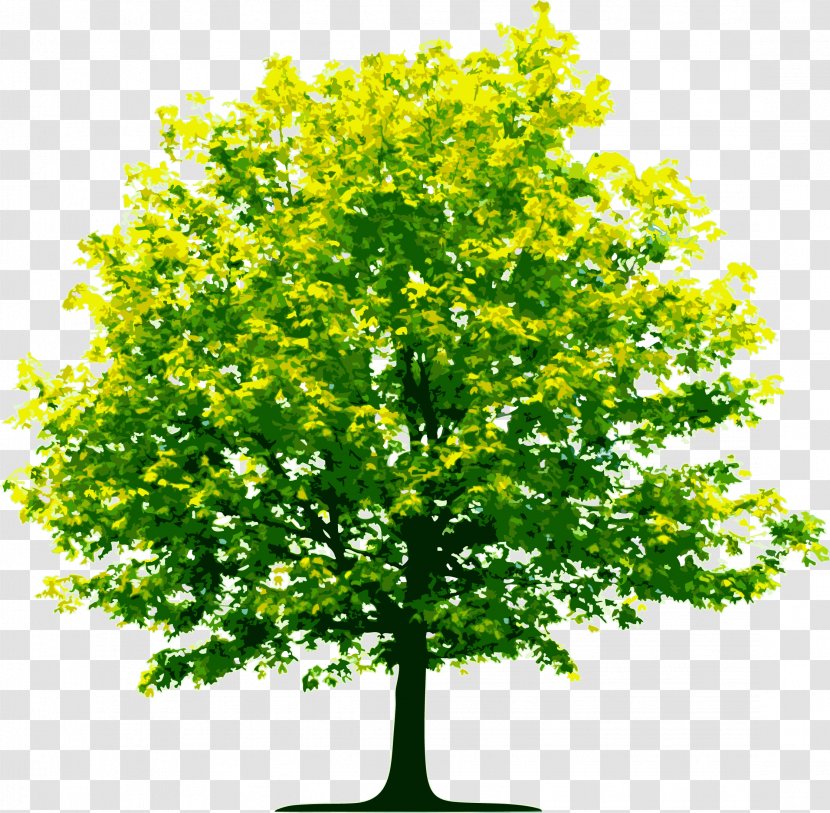 Tree Computer File - Branch - Image, Free Download, Picture Transparent PNG