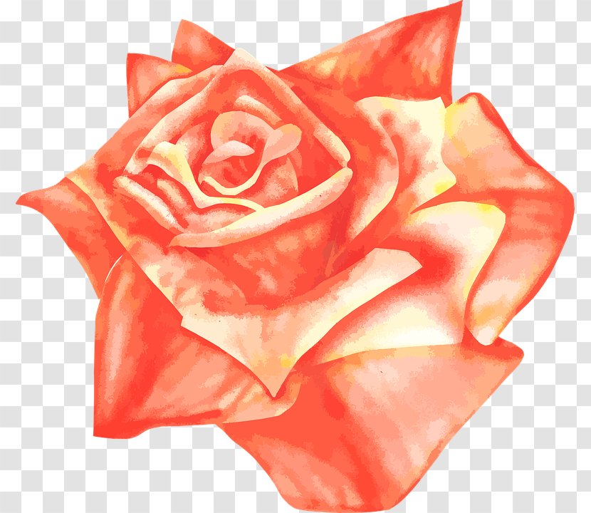 Wedding Invitation Garden Roses Flower - Rose Order Transparent PNG