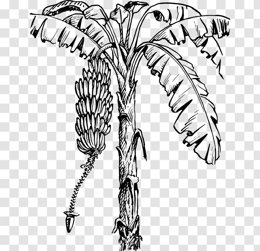 Banana Leaf Clip Art - Botany Pictures Transparent PNG