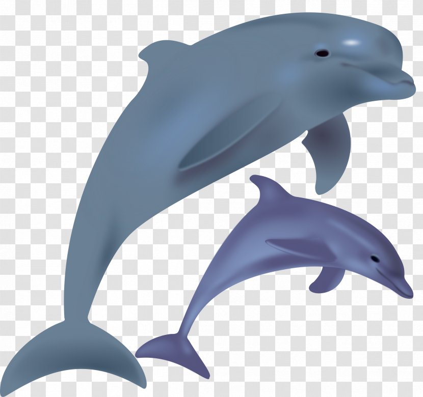 The Bottlenose Dolphin Clip Art - Porpoise - Flippers Transparent PNG