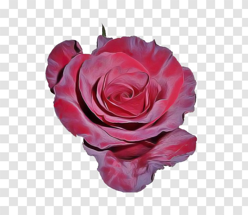 Garden Roses - Flower - Plant Cut Flowers Transparent PNG