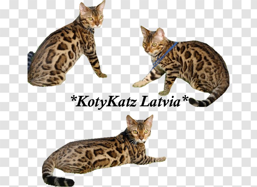 Bengal Cat California Spangled Ocicat Dragon Li Rosette - Litter Transparent PNG