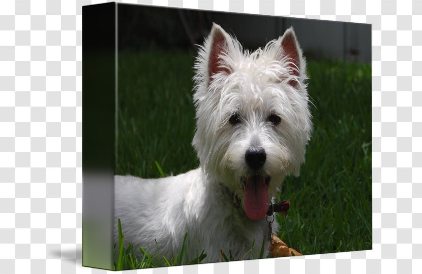 Norwich Terrier West Highland White Cairn Rare Breed (dog) Companion Dog Transparent PNG