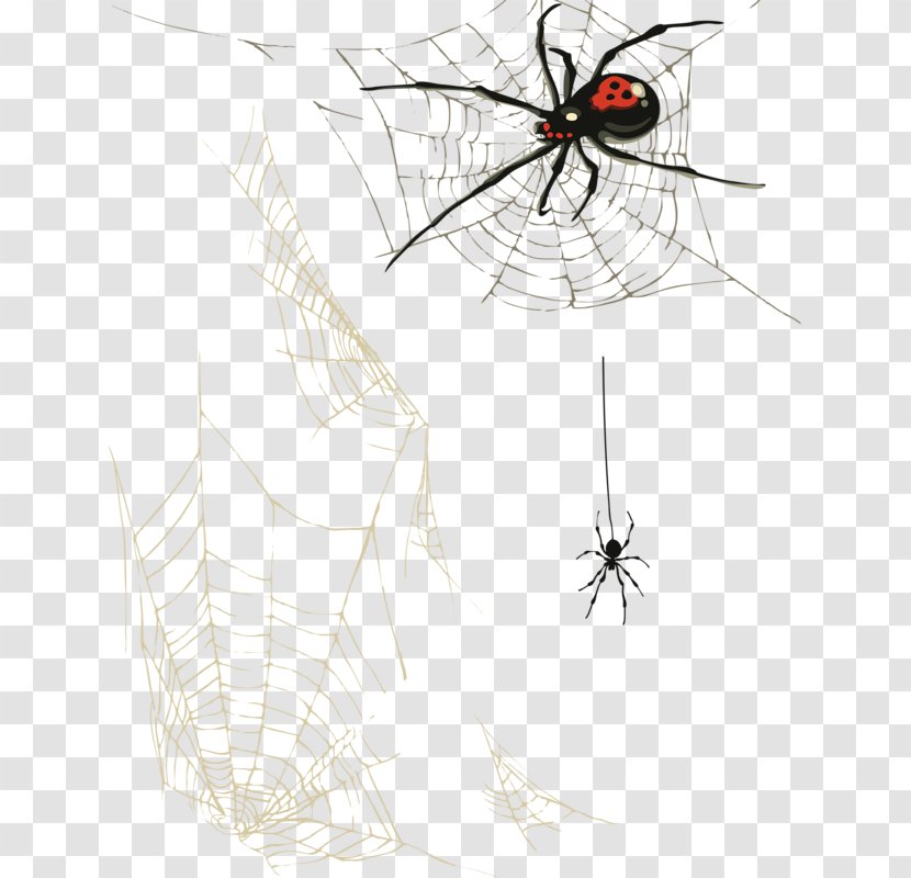Spider Web Clip Art - Membrane Winged Insect - Webs Transparent PNG