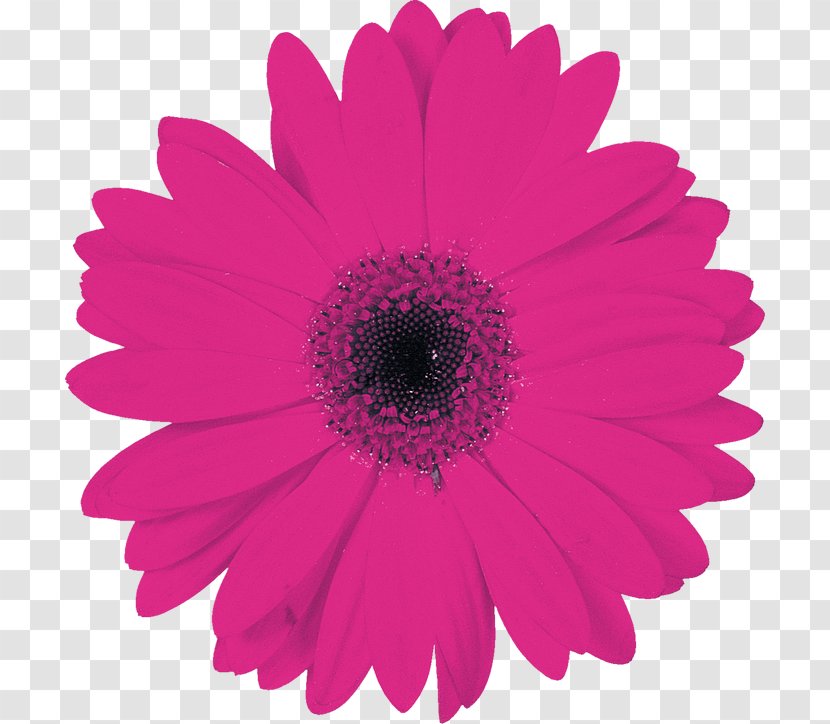 Transvaal Daisy Cut Flowers Floral Design Party - Annual Plant - Flower Transparent PNG