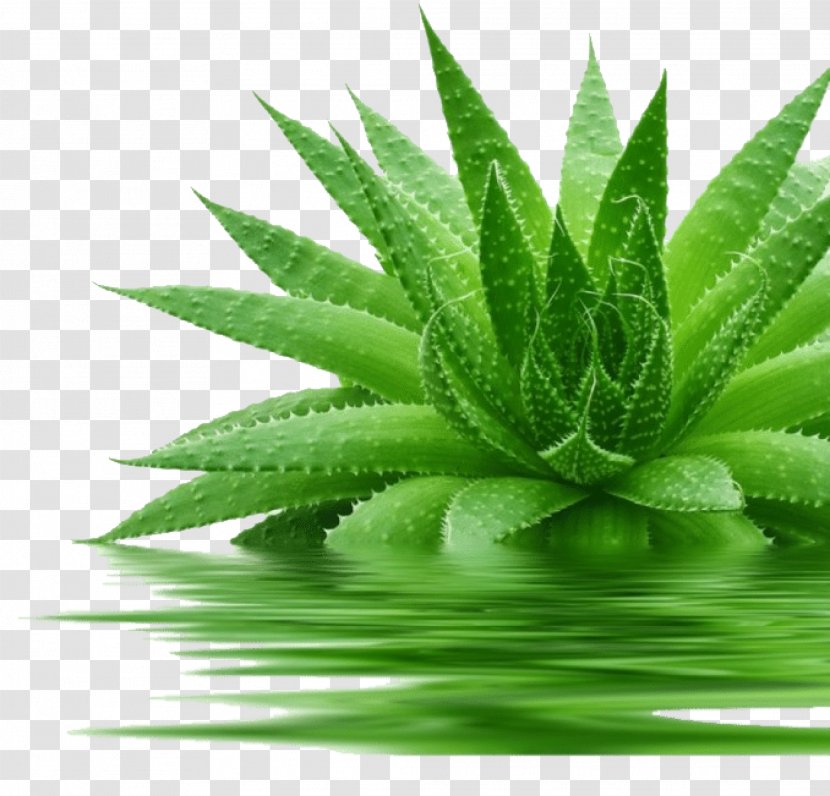 Aloe Vera Leaf - Hemp Stonecrop Family Transparent PNG