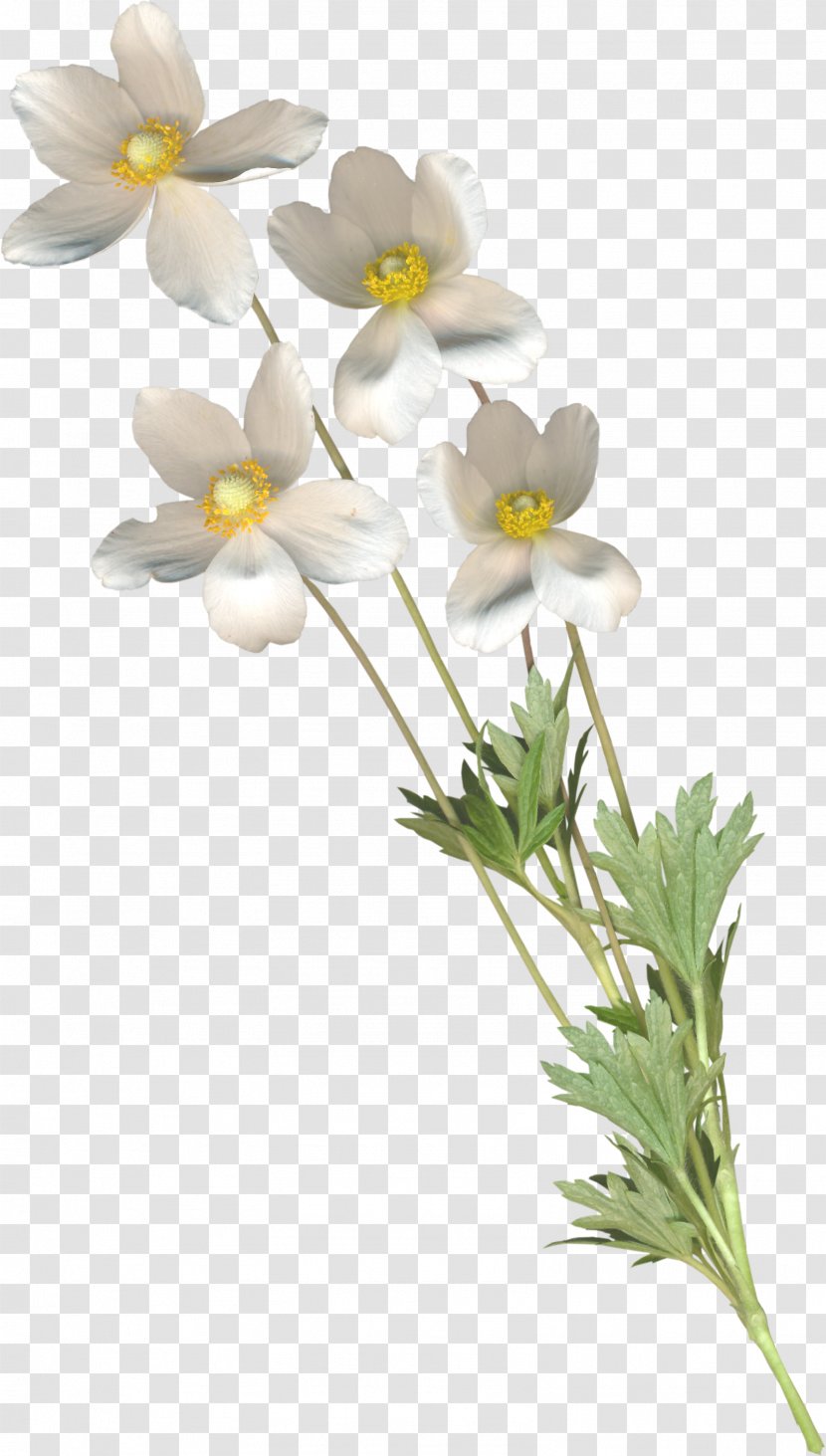 Petal Cut Flowers Picture Frames - Flower Transparent PNG