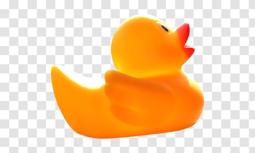 Duck Beak - Ducks Geese And Swans Transparent PNG