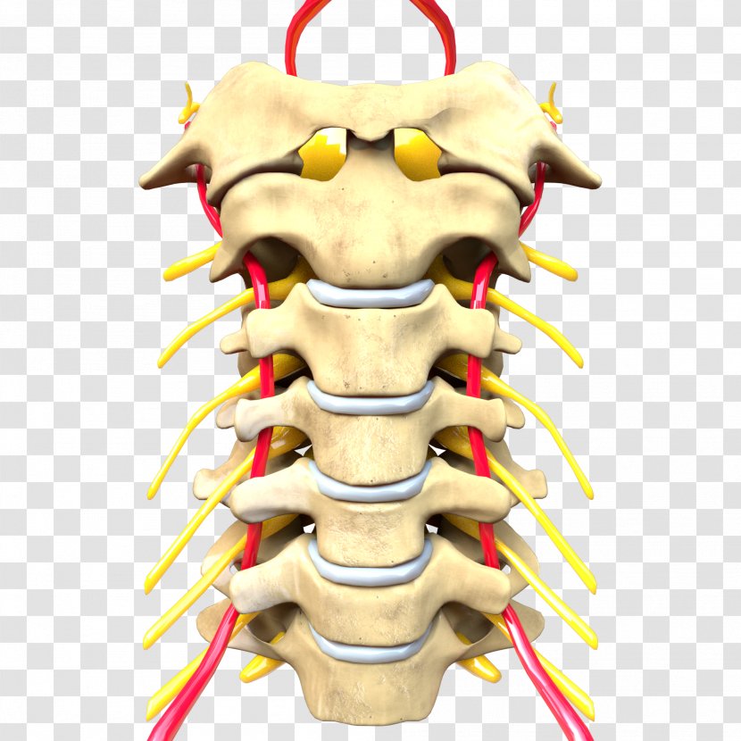 Vertebral Column Cervical Vertebrae Central Nervous System Vertebra Prominens - Spine Transparent PNG