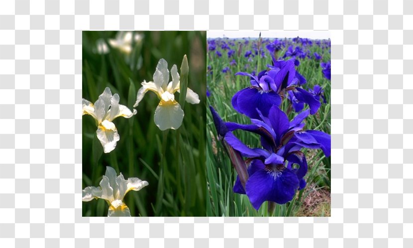 Siberian Iris Family Bulb Plant Orris Root Transparent PNG