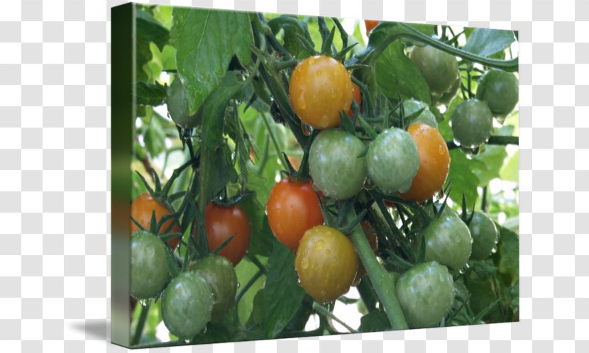 Bush Tomato Vegetarian Cuisine Food Cherry - Color Transparent PNG