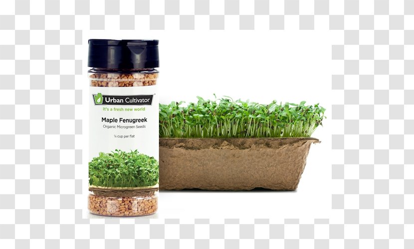 Herb Fenugreek Seed Microgreen Urban Cultivator - Grass Family Transparent PNG