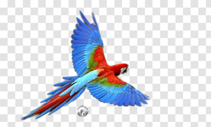 Parrot Budgerigar - Wing Transparent PNG