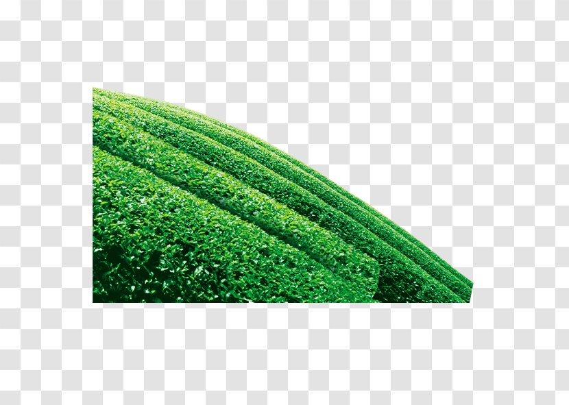 Green Tea Camellia Sinensis - Teapot - Tree Transparent PNG