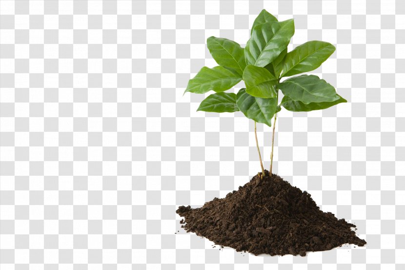 Tree Soil Stock Photography Plant - Royaltyfree - Green Leaves On The Transparent PNG